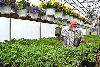 Julie Smith/News Tribune photo: 
Steve Stacey arranges tomato plants Tuesday, April 23, 2024, at the Central Missouri Master Gardeners Greenhouse in north Jefferson City. Stacey, along with fellow master gardeners, has been busy in recent weeks preparing for the annual plant sale set for May 4 at the greenhouses.